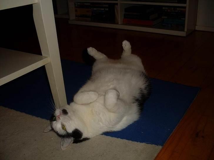 Huskat Miv  - se min vamsede vat mave <3 ; )  billede 6