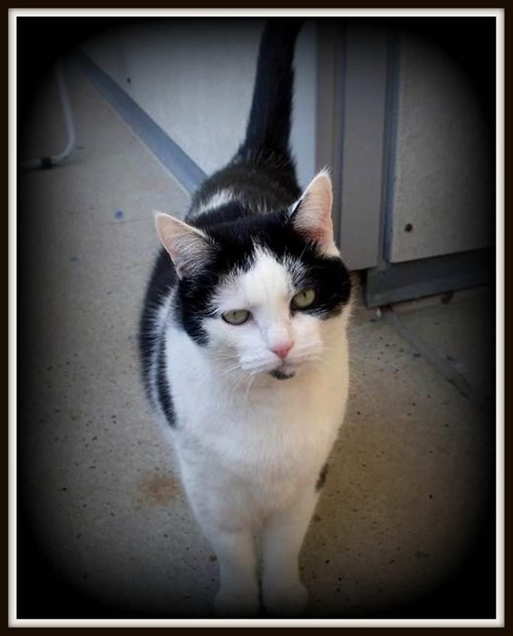 Huskat Miv  - Såå fin! <3 billede 7