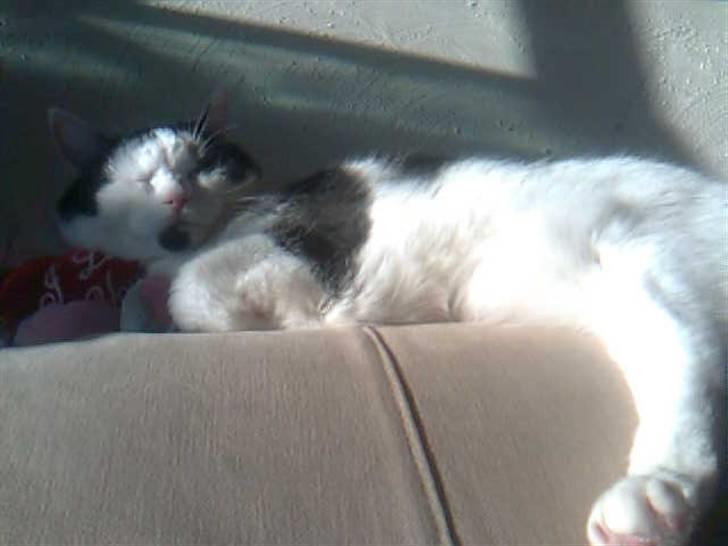 Huskat Miv  - dejligt med en lur.  billede 8