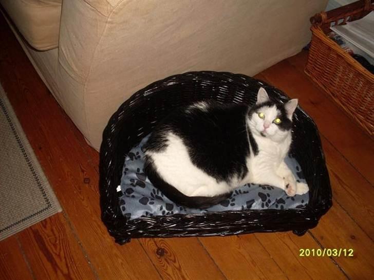 Huskat Miv  - HVAD?? billede 9