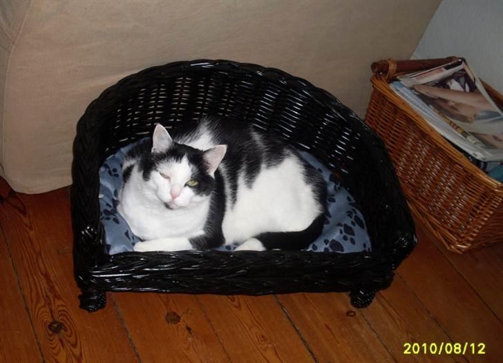 Huskat Miv  - her ligger jeg bare godt  billede 10