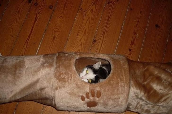 Huskat Miv  - hello! billede 11