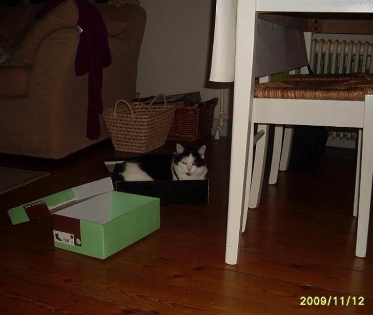 Huskat Miv  - Jeg vidste jo jeg kunne være heri! billede 12