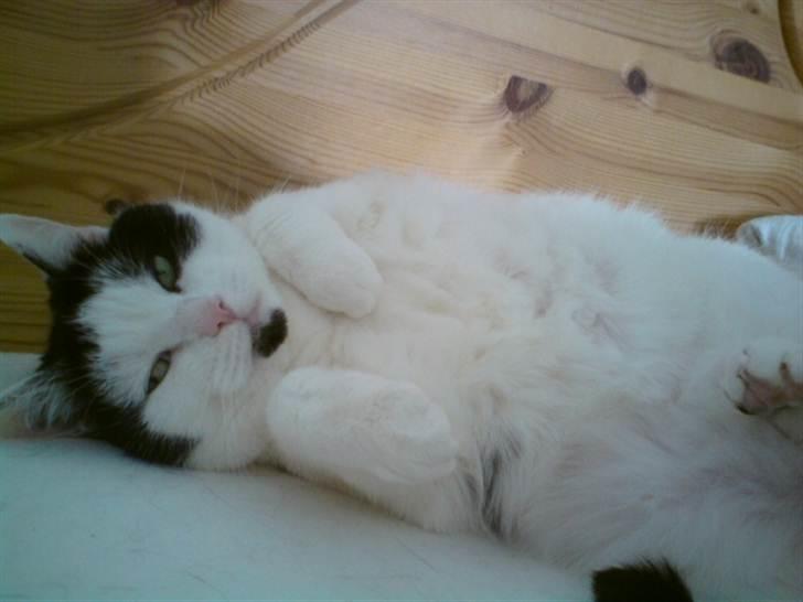 Huskat Miv  - Er jeg ik´ søøød? :0) billede 13