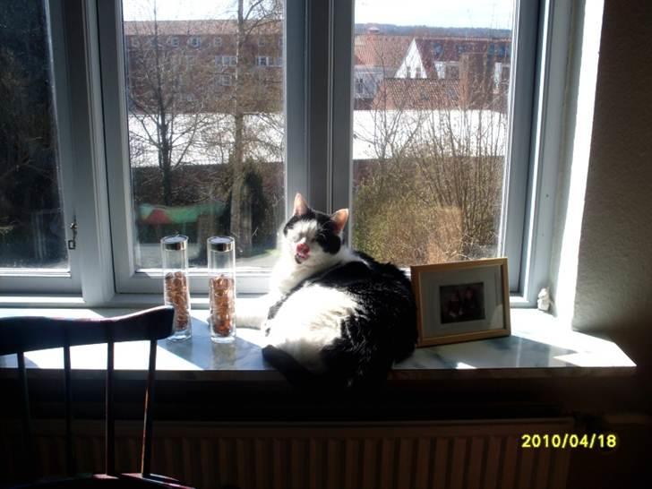 Huskat Miv  - nårh....se mig! billede 14