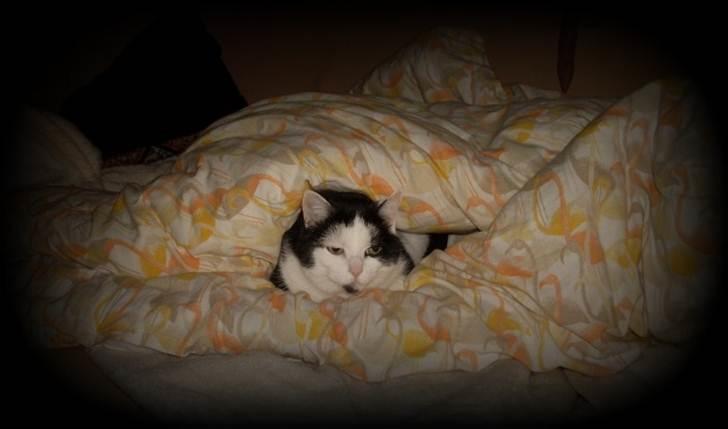 Huskat Miv  - I hule billede 15