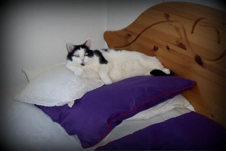 Huskat Miv  - her er der nu meget rart! : )  billede 16