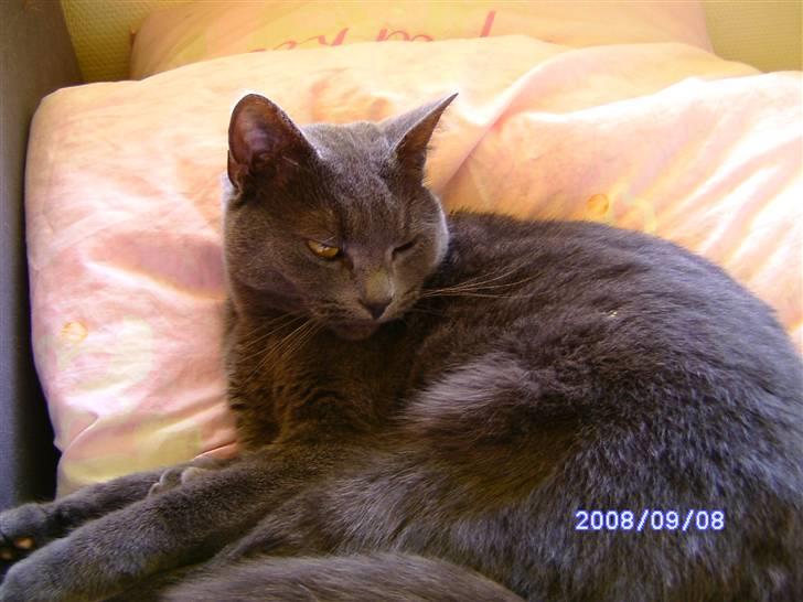 Huskat Misha R.I.P billede 1