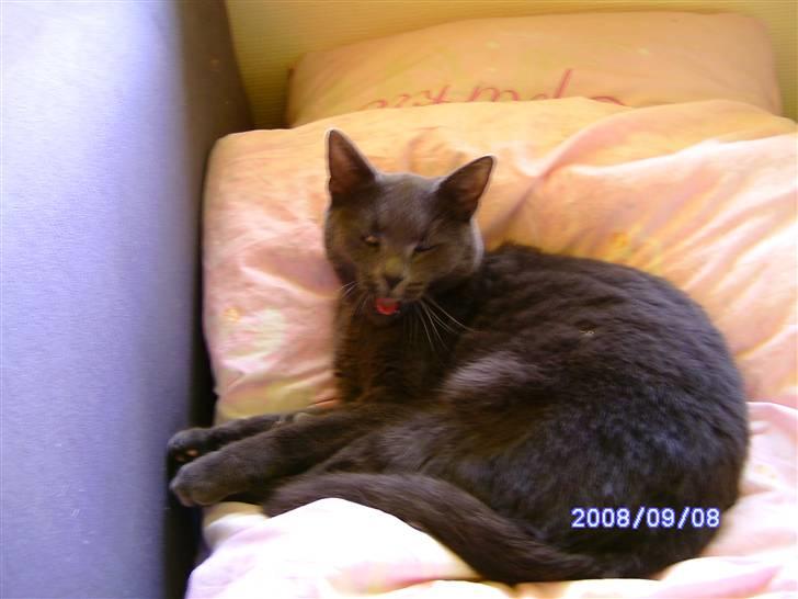 Huskat Misha R.I.P - Gaab billede 2