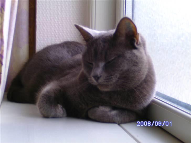 Huskat Misha R.I.P billede 3