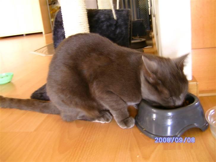 Huskat Misha R.I.P billede 4