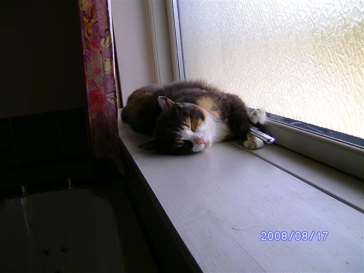 Huskat Freja R.I.P. billede 4