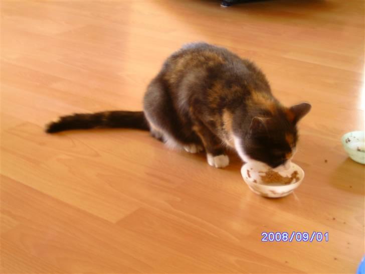 Huskat Freja R.I.P. billede 5