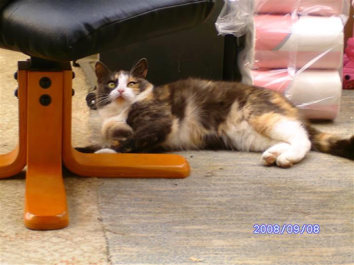 Huskat Freja R.I.P. billede 6