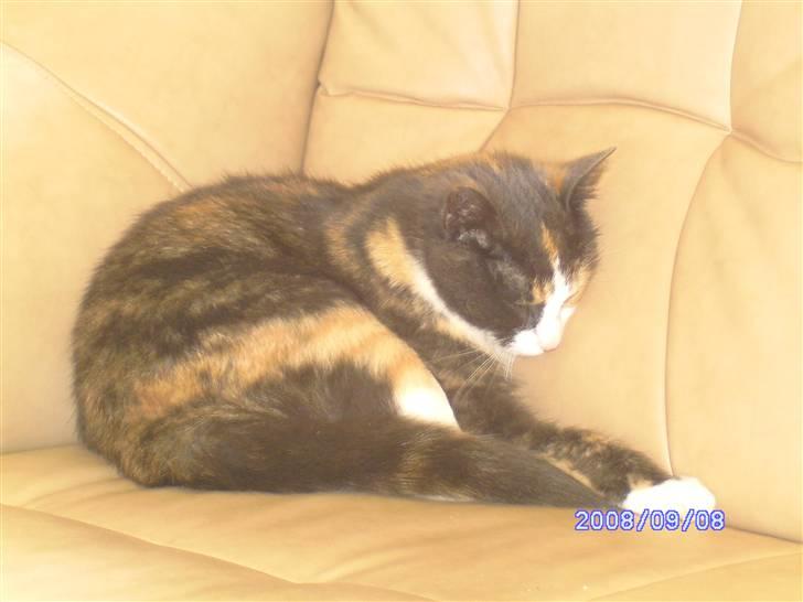 Huskat Freja R.I.P. billede 7