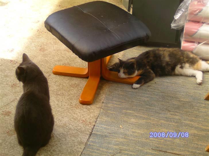 Huskat Freja R.I.P. billede 8