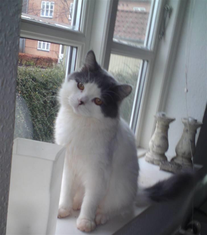 Blanding af racer Diego billede 1