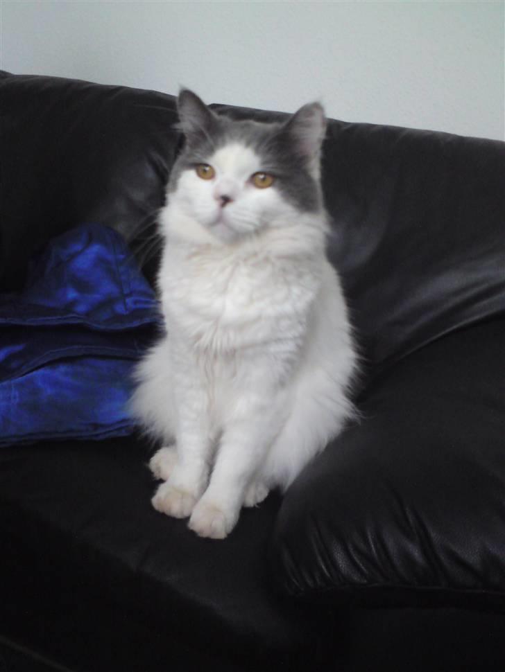 Blanding af racer Diego billede 2