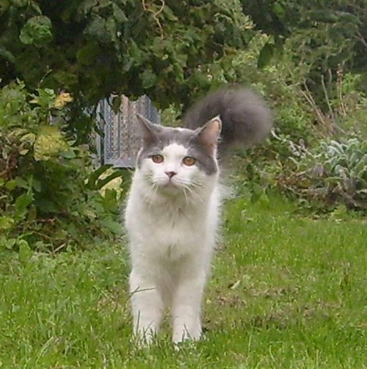 Blanding af racer Diego billede 3