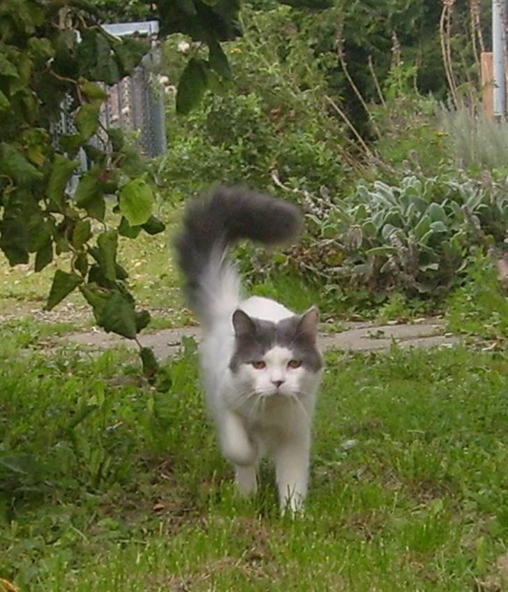 Blanding af racer Diego billede 4