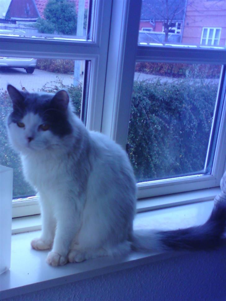 Blanding af racer Diego billede 5