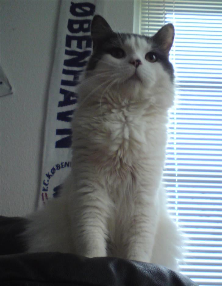 Blanding af racer Diego billede 6