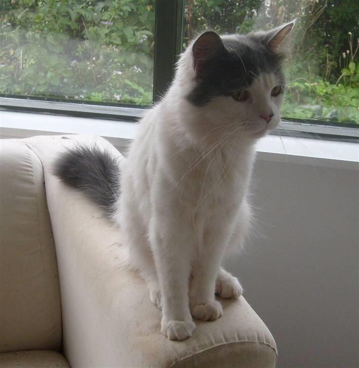 Blanding af racer Diego billede 7