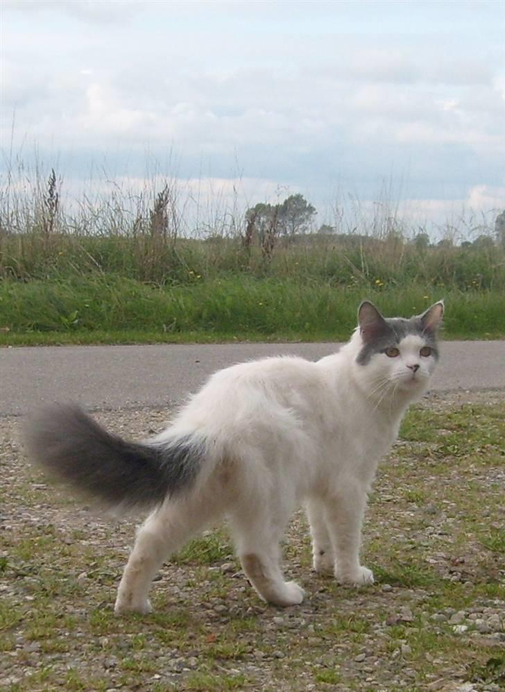 Blanding af racer Diego billede 8