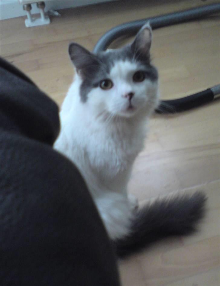 Blanding af racer Diego billede 9