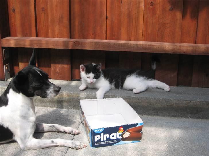 Blanding af racer Diego (Den frække) billede 2