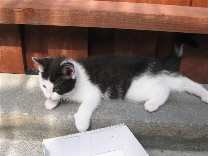 Blanding af racer Diego (Den frække) billede 3