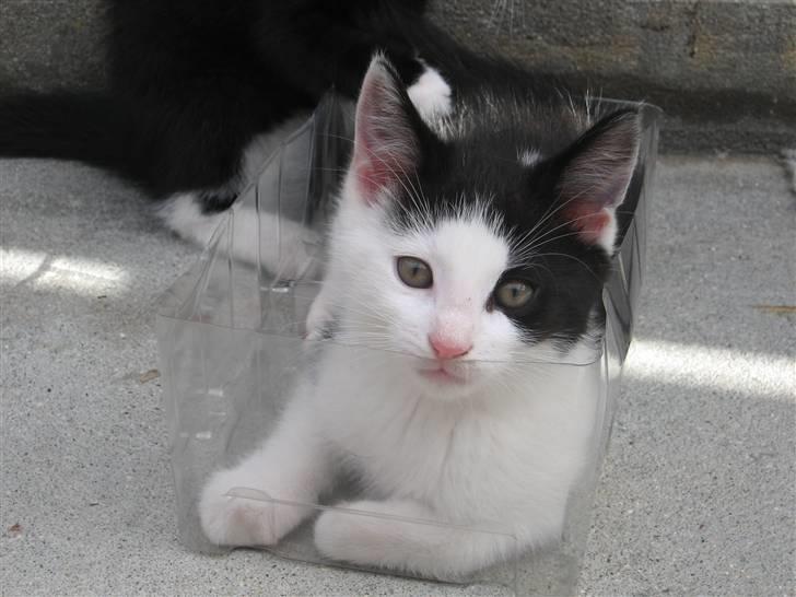 Blanding af racer Diego (Den frække) billede 4