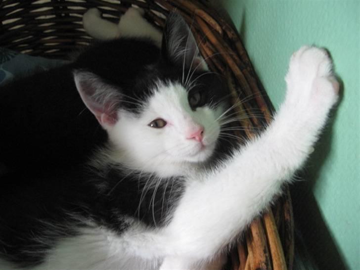 Blanding af racer Diego (Den frække) billede 5