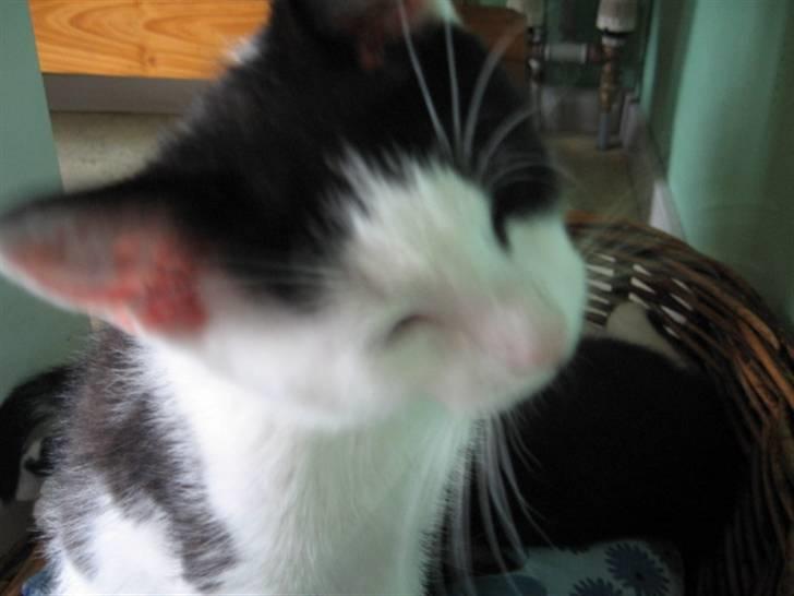 Blanding af racer Diego (Den frække) billede 6