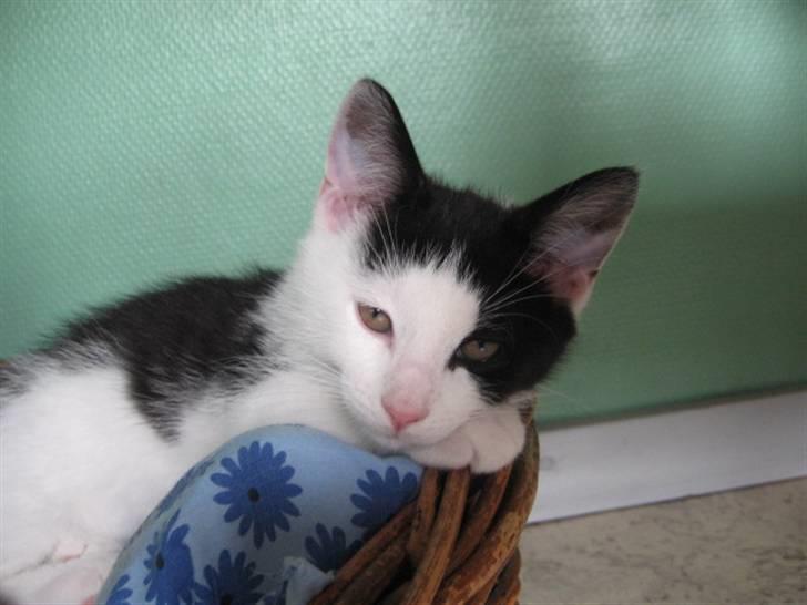 Blanding af racer Diego (Den frække) billede 7