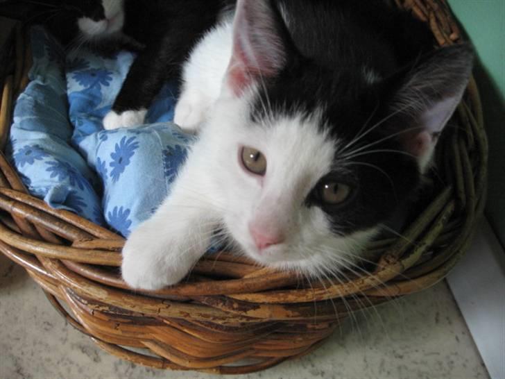 Blanding af racer Diego (Den frække) billede 8