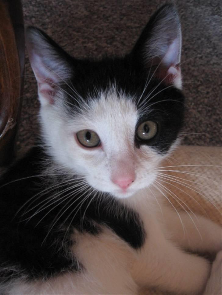 Blanding af racer Diego (Den frække) billede 9