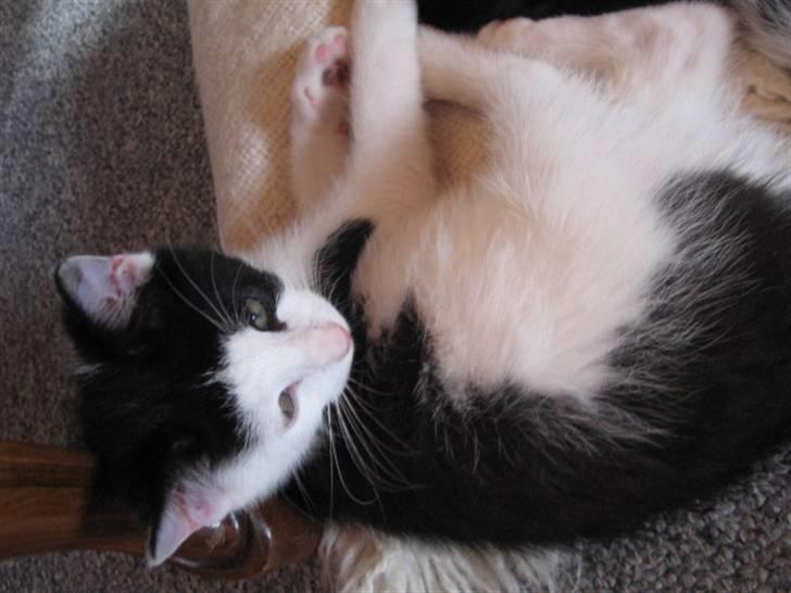 Blanding af racer Diego (Den frække) billede 10