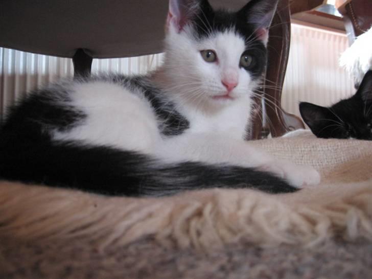 Blanding af racer Diego (Den frække) billede 11