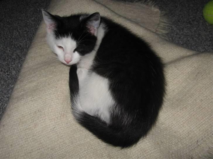 Blanding af racer Diego (Den frække) billede 12