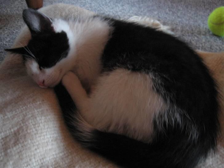 Blanding af racer Diego (Den frække) billede 13