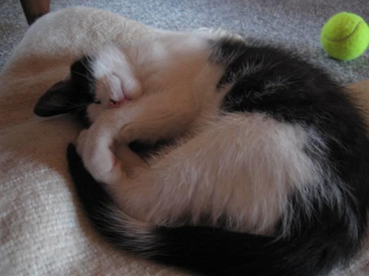 Blanding af racer Diego (Den frække) billede 14