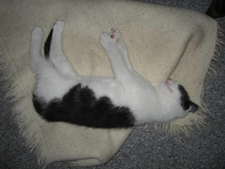 Blanding af racer Diego (Den frække) billede 15