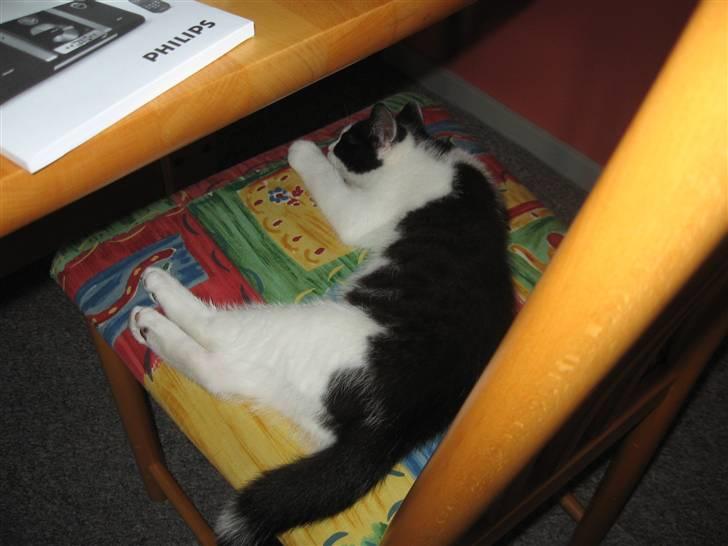 Blanding af racer Diego (Den frække) billede 16