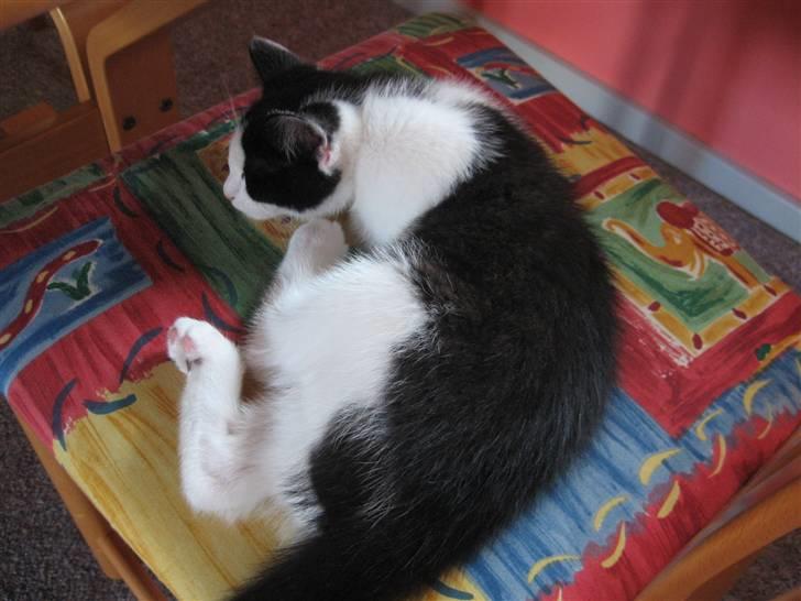 Blanding af racer Diego (Den frække) billede 17