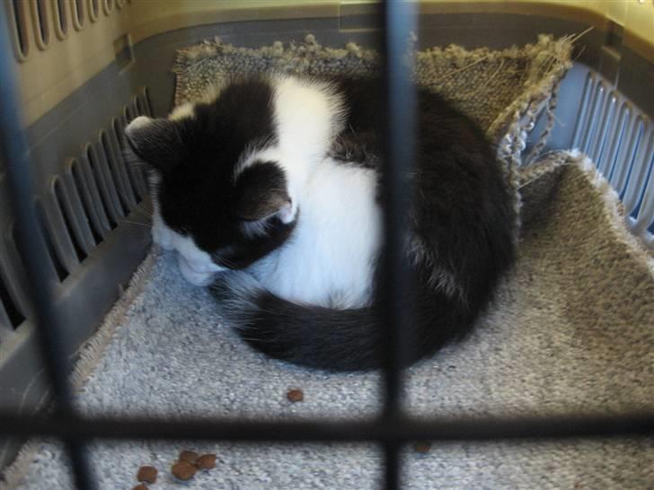 Blanding af racer Diego (Den frække) billede 18