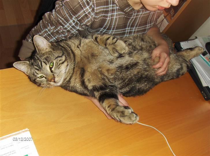 Huskat Big Foot - "Far jeg gider ikke nu, jeg var lige igang med et spil!" billede 12