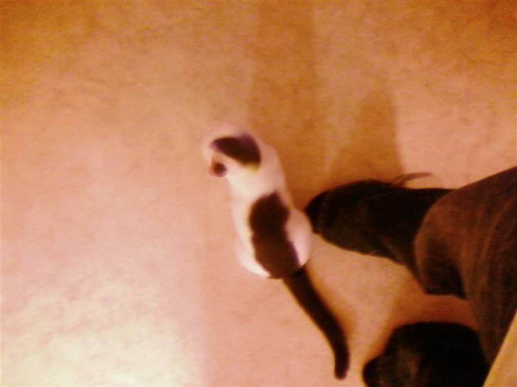 Blanding af racer sille - se mine flotte aftegn  billede 6