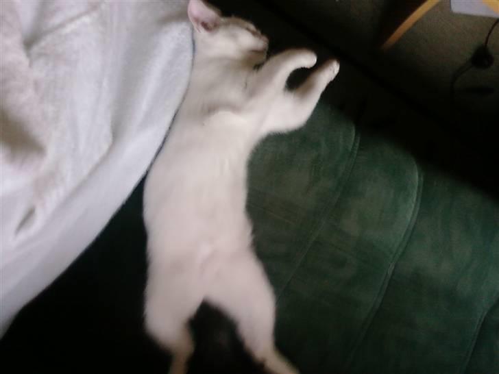 Blanding af racer sille - får sig lige en morfar :0) billede 7