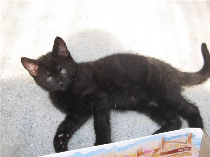 Blanding af racer Tiger (Den kloge) billede 1